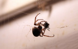 spider3-092309_filtered.jpg