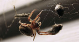 spider4-092309_filtered.jpg