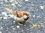 Sparrow, Fort Wayne Indiana
