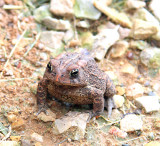 Railroad Frog