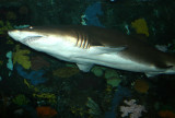 Gatlinburg Aquarium