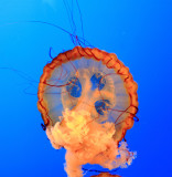 Gatlinburg Aquarium