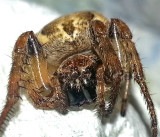 A cute little spider in the kitchen 