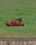 Trackside horse at Bowen 