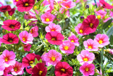 Front Yard Flowers