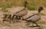 Introducing the Wood Duck family