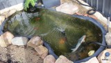 The fish are very happy but the pond needs to be pretty now.  This will be our next job.