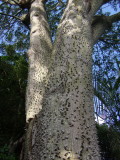 White Silk-Floss Tree