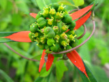 Dwarf Poinsettia