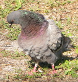 Pigeon Yoga