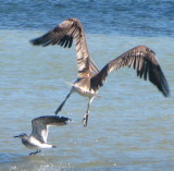Sea-Gull & Pelican ... take off