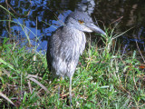 Night Heron