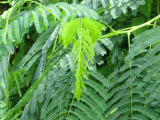 Royal Poinciana