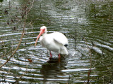 White Ibis - Towels, please.