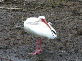 White Ibis - Have I lost one of my feathers?