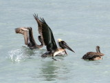 Pelicans