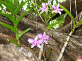 Orchids & Buttonwood