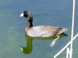 Blue Hole - American Coot