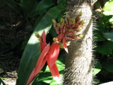 Bromeliad & Ruffle Palm
