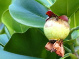 Autograph tree fruit