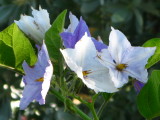 Blue Potato Bush