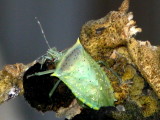 Green Shield Bug