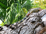 Iguana