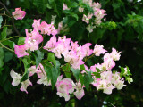 Bougainvillea