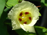 Portia Tree Flower