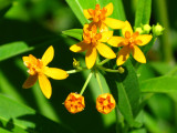 Milkweed