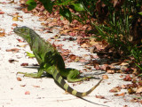 Iguana walking  to the pond