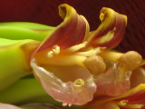 Banana close-up