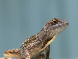 Brown anole