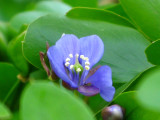 Lignumvitae Flower