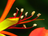 Royal Poinciana