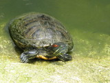 Red-eared Slider