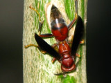 Wasp on chili pepper plant