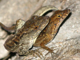 Brown Anole mating