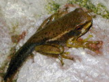 Froglet...young frog with a tail
