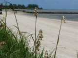 Beach Grass