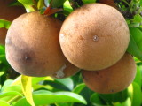 Sapodilla