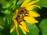 Beach Sunflower