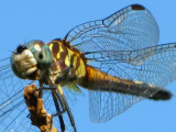 Blue Dasher female