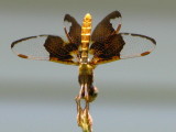 Eastern Amberwing - female