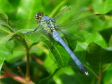 Eastern Pondhawk - male