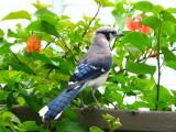 Blue Jay