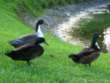 FL Hybrid Mallard Ducks
