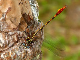 Two-striped Forceptail