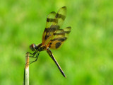 Halloween Pennant