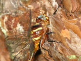 Two-striped Forceptail close up